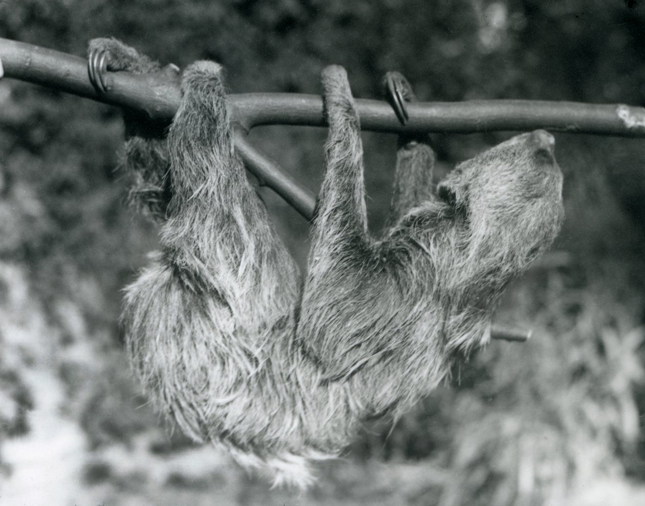 A Two-toed Sloth hanging from a cut branch, London Zoo, 1927 by Frederick William Bond