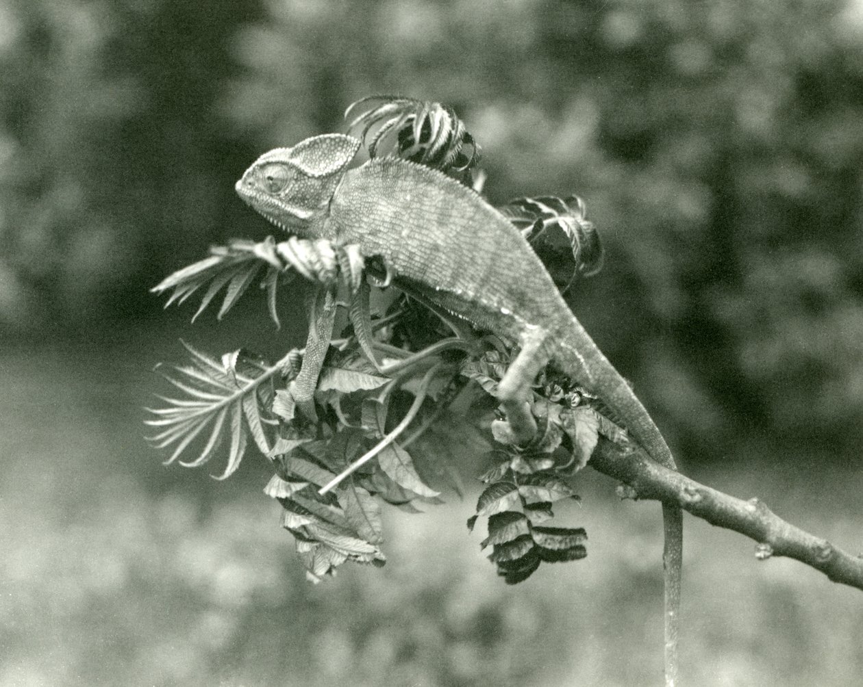 A Veiled or Yemen Chameleon at the End of a Leafy Branch at London Zoo, June 1924 by Frederick William Bond