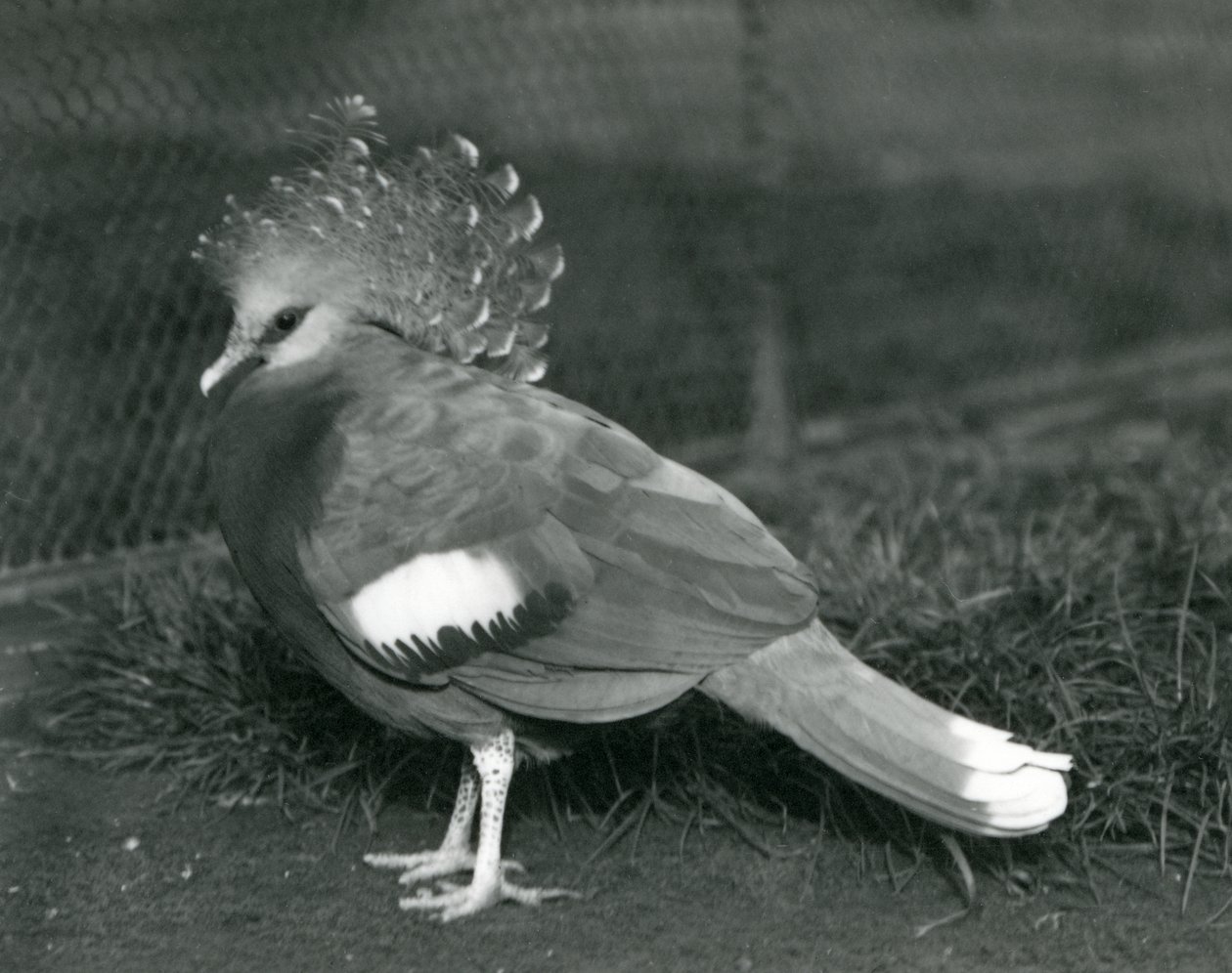 A Victoria Crowned Pigeon Standing on the Ground at London Zoo by Frederick William Bond