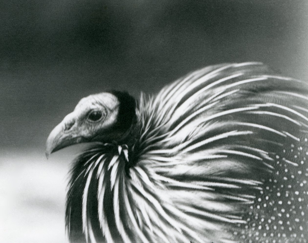 A Vulturine Guineafowl at London Zoo in 1927 by Frederick William Bond