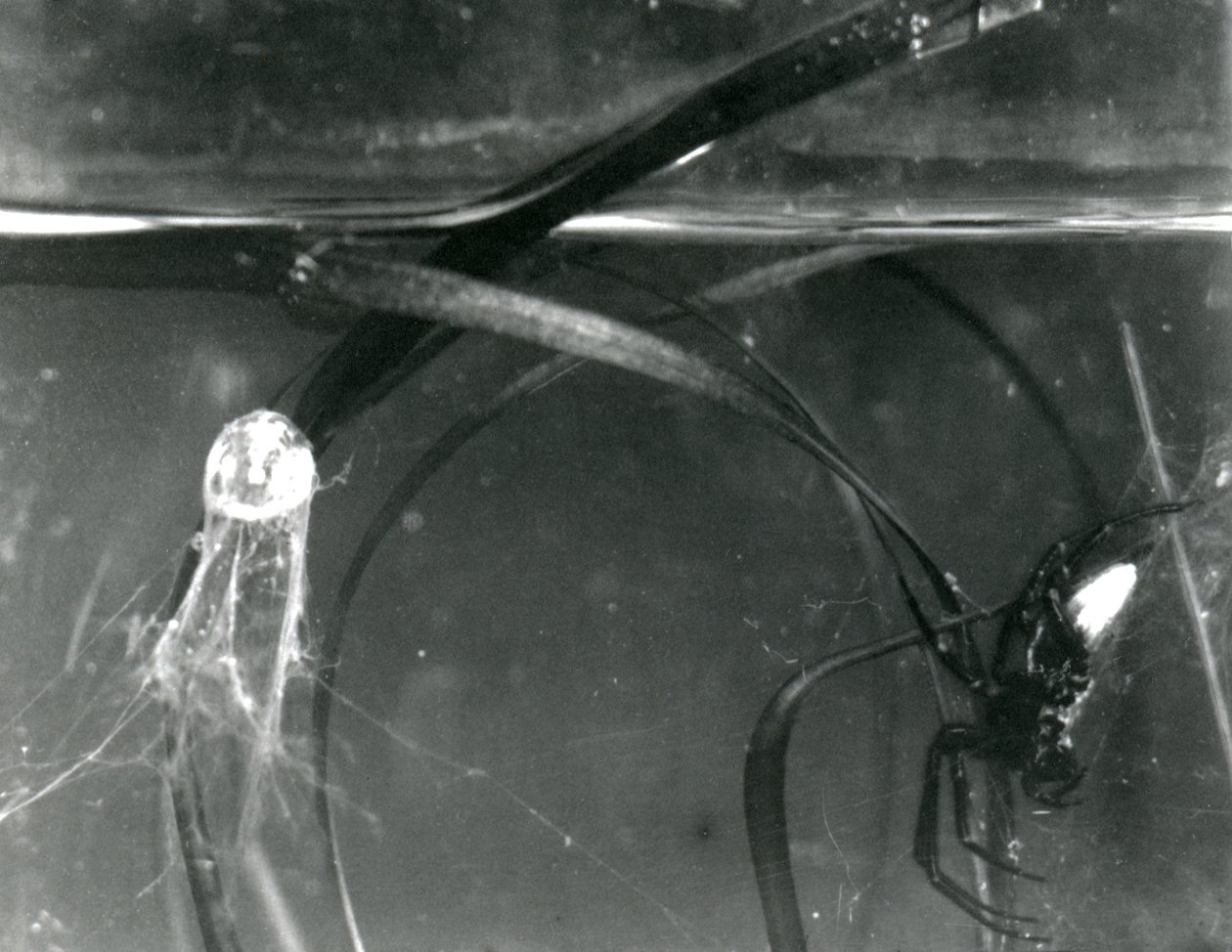 A Water Spider and its air bell underwater, London Zoo, October 1925 by Frederick William Bond