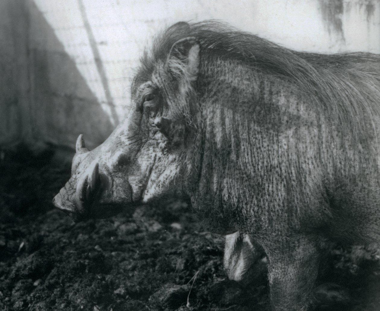 A Warthog Standing in Mud, London Zoo, 1927 by Frederick William Bond
