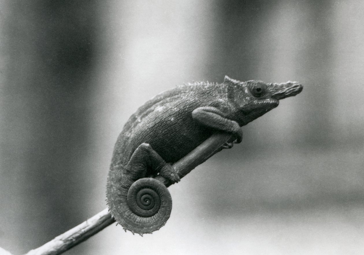 A West Usambara Two-horned Chameleon, London Zoo (1927) by Frederick William Bond