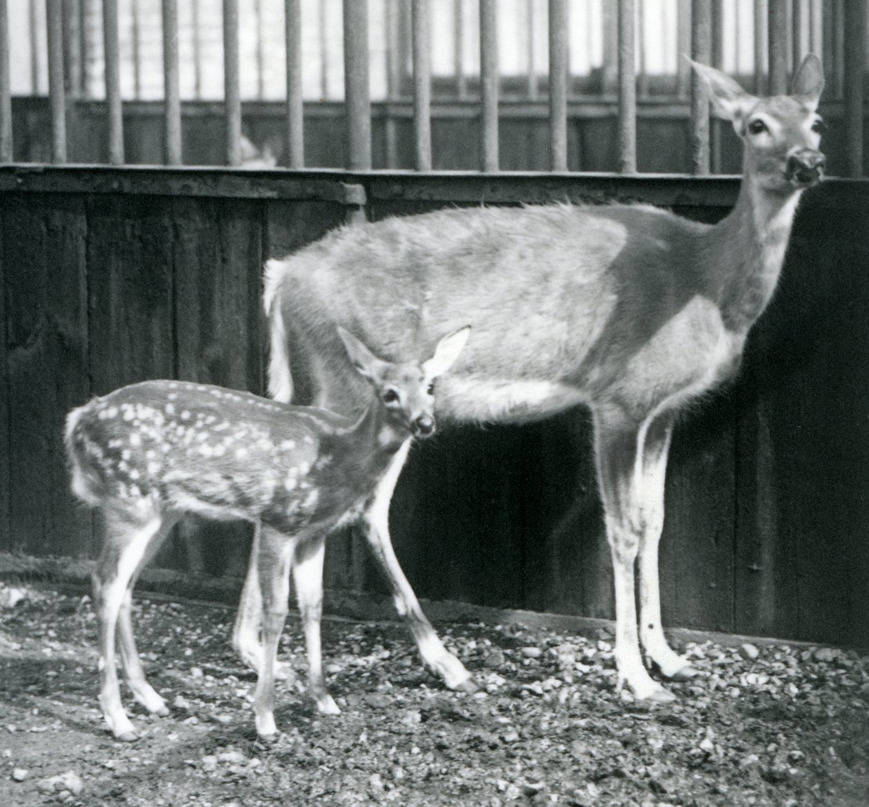 A White-tailed Virginian Deer with her fawn at London Zoo in August 1927 by Frederick William Bond