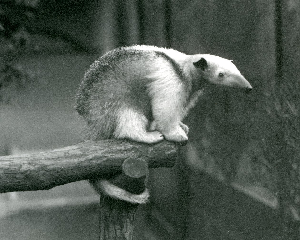 A Young Collared Tamandua sitting at the end of a branch holding on with its prehensile tail, London Zoo, 24th April 1925 by Frederick William Bond