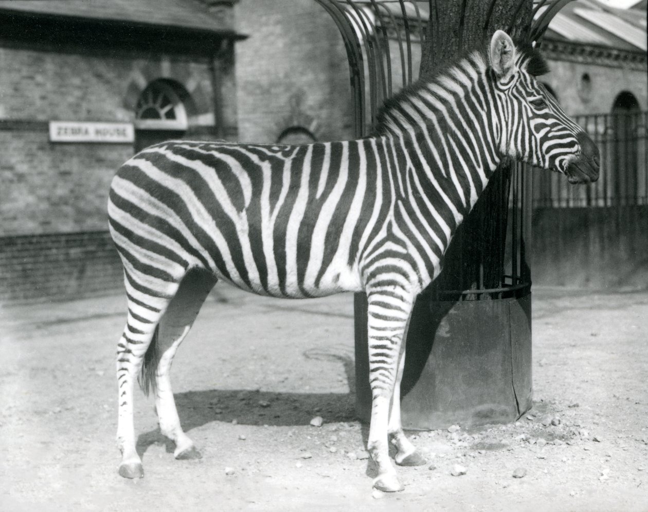 A Zebra Stands in the Paddock Outside the Zebra House at London Zoo in 1925 by Frederick William Bond