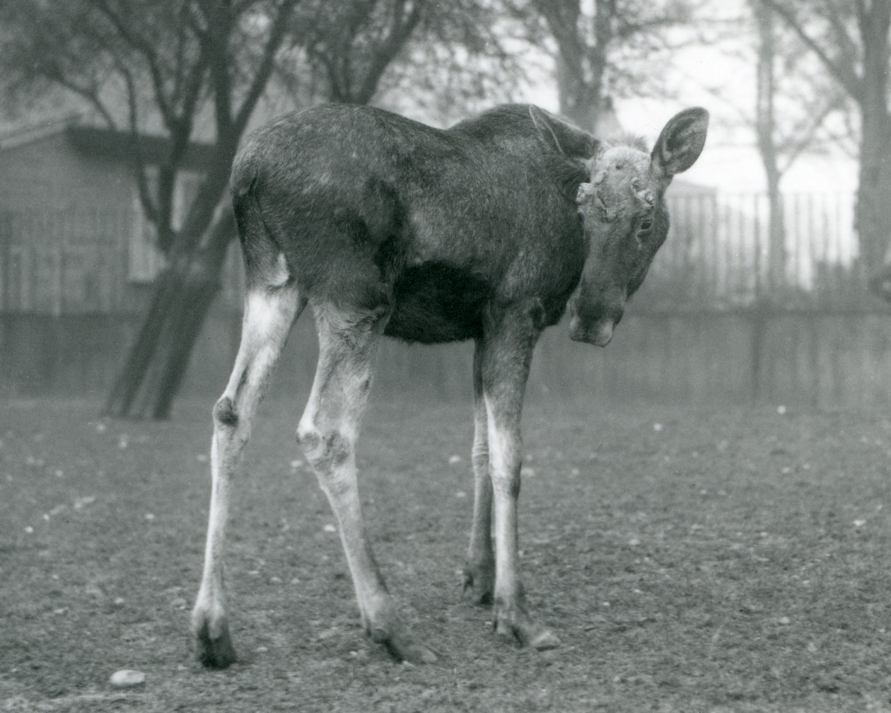 A bull Elk Moose, with wounds of recently shed antlers, standing at London Zoo, January 1926 by Frederick William Bond