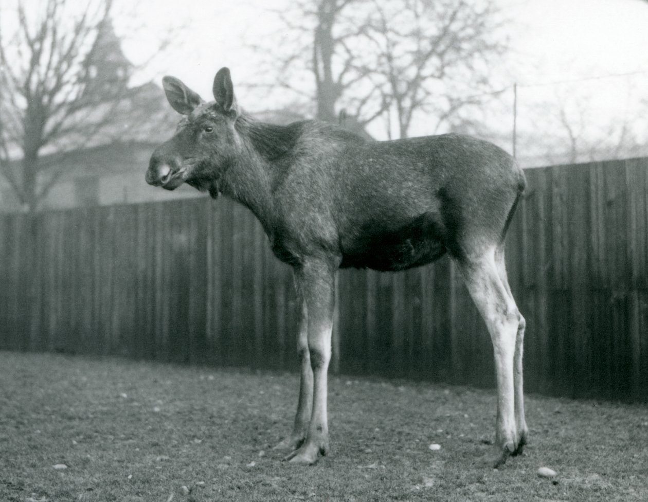 A bull Elk Moose, with wounds of recently shed antlers, standing at London Zoo, January 1926 by Frederick William Bond