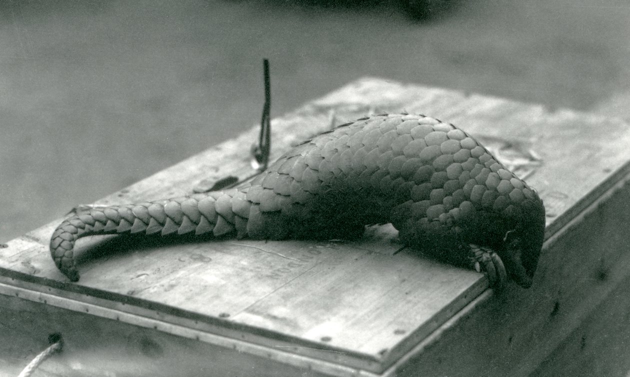 Critically Endangered Chinese Pangolin Peering Down Over the Edge of the Wooden Crate It Is Sitting On, London Zoo, July 1925 by Frederick William Bond