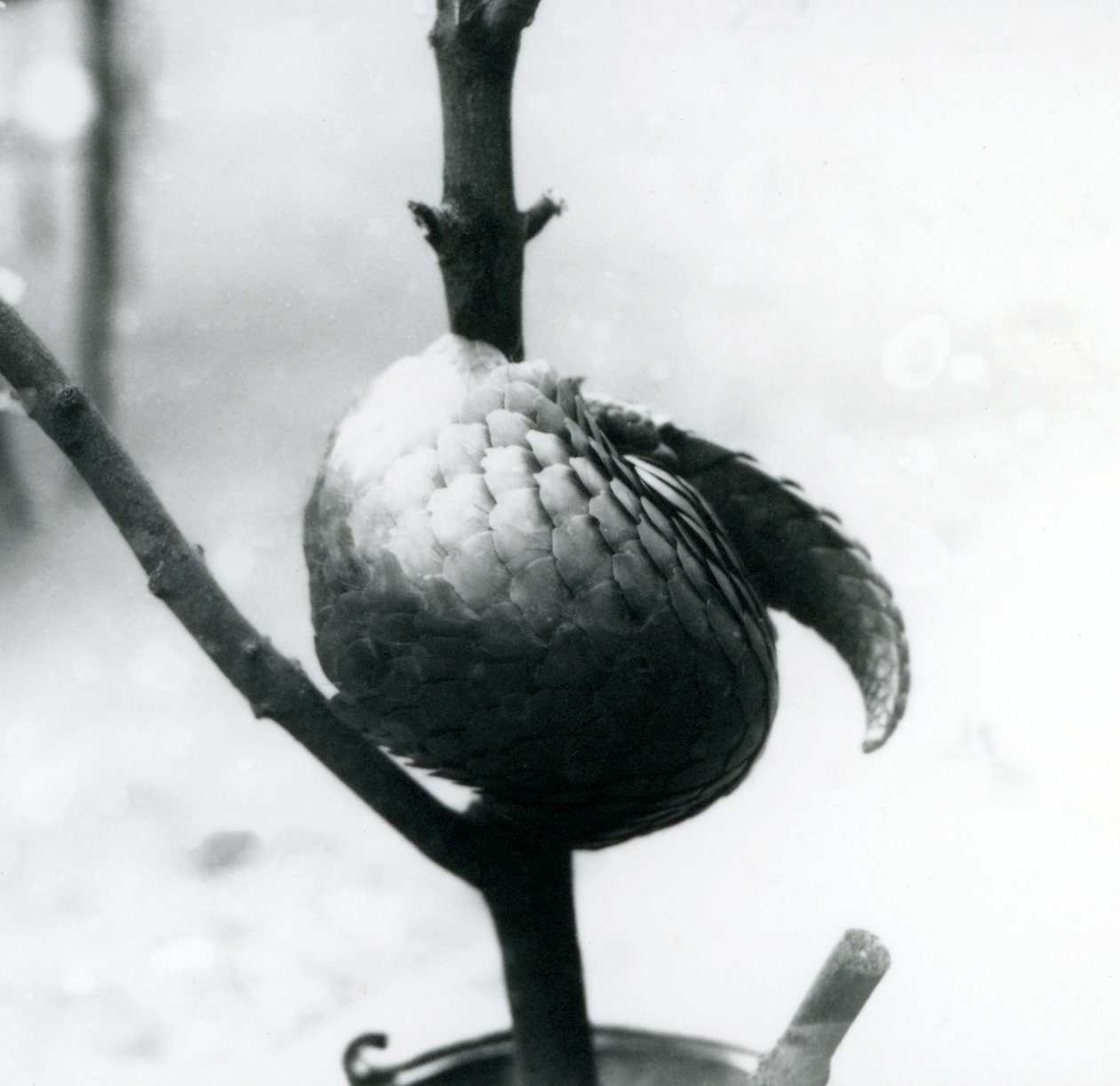 Chinese Pangolin at London Zoo, July 1925 by Frederick William Bond