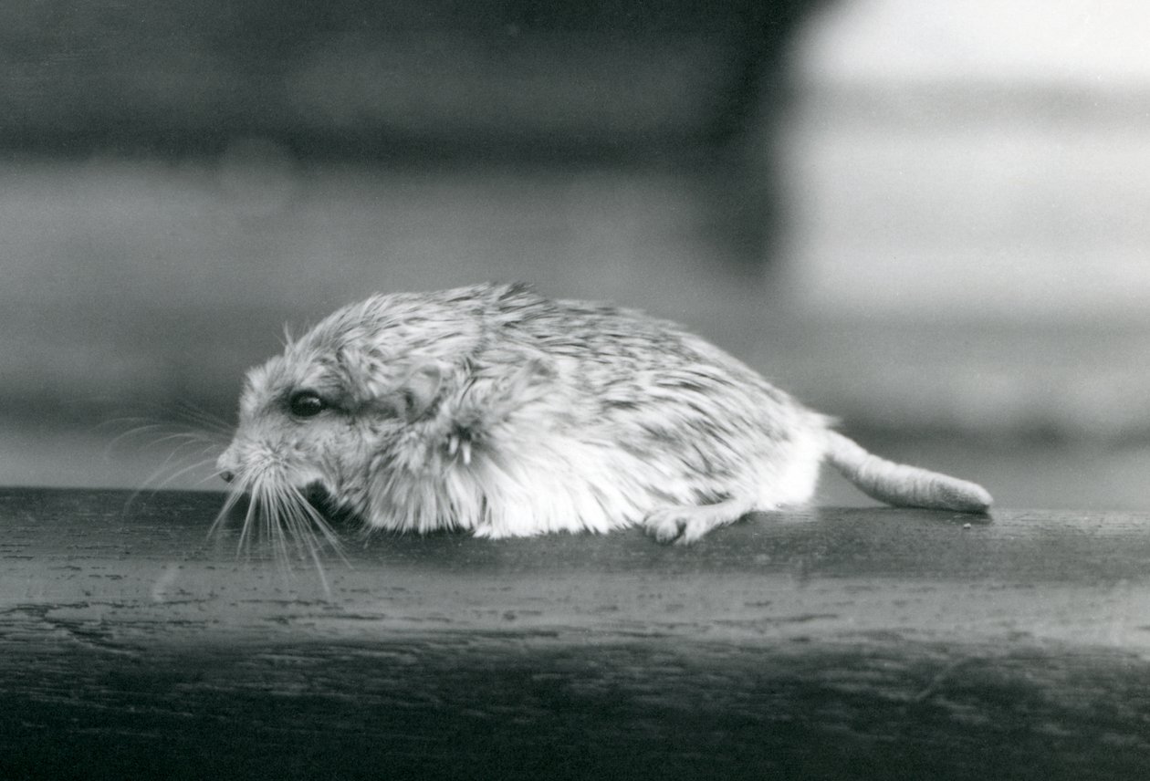 A fat-tailed duprasi gerbil, London Zoo, July 1925 by Frederick William Bond