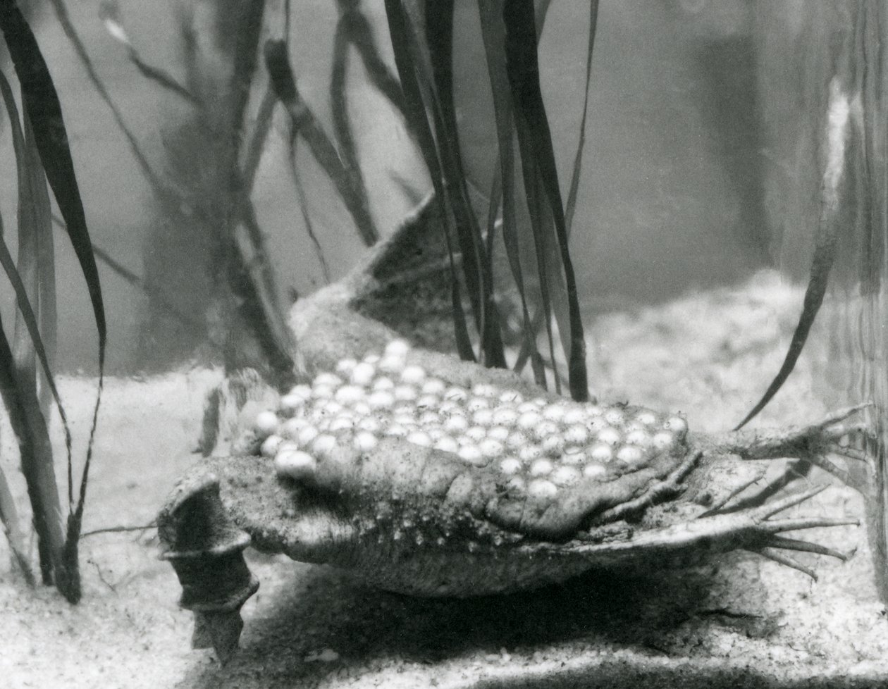 A female Surinam Toad with her eggs embedded in the skin of her back, London Zoo by Frederick William Bond