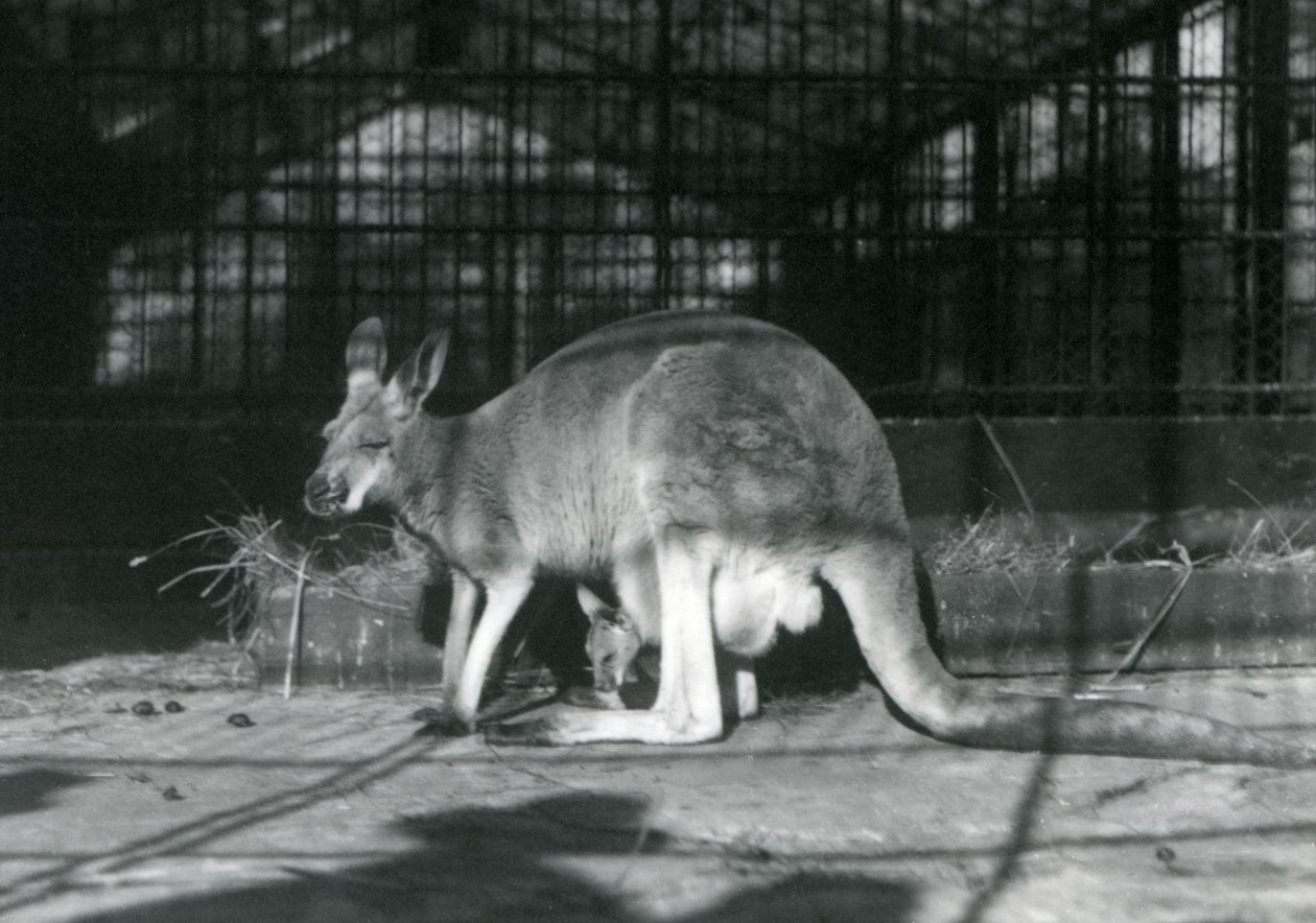 Red Kangaroo with Joey at London Zoo, 1922 by Frederick William Bond