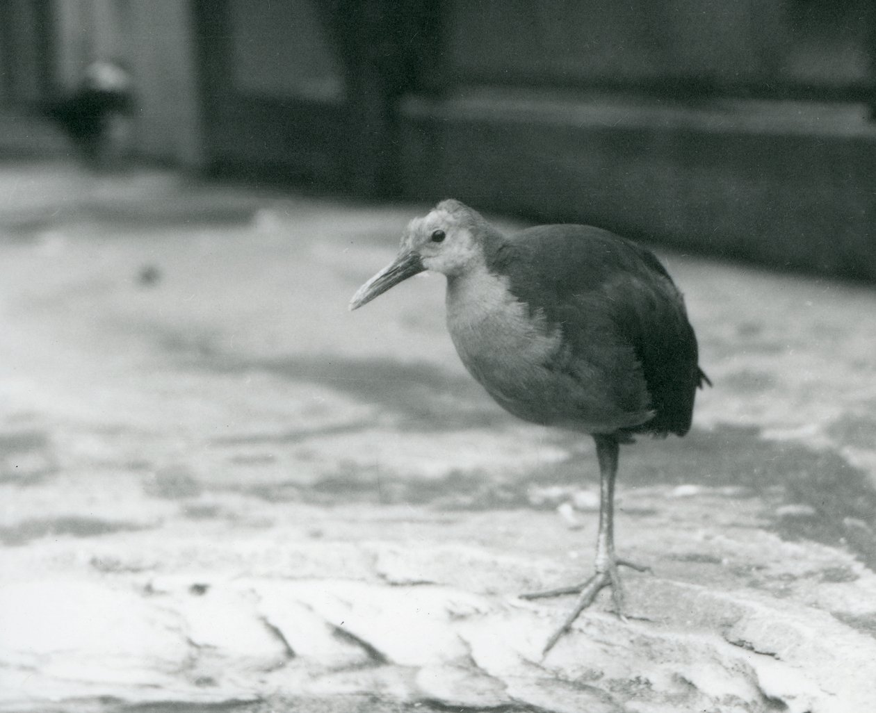 A Grey-Necked Wood Rail or Grey-Cowled Wood Rail (Aramides Cajaneus) Standing on One Leg at London Zoo by Frederick William Bond
