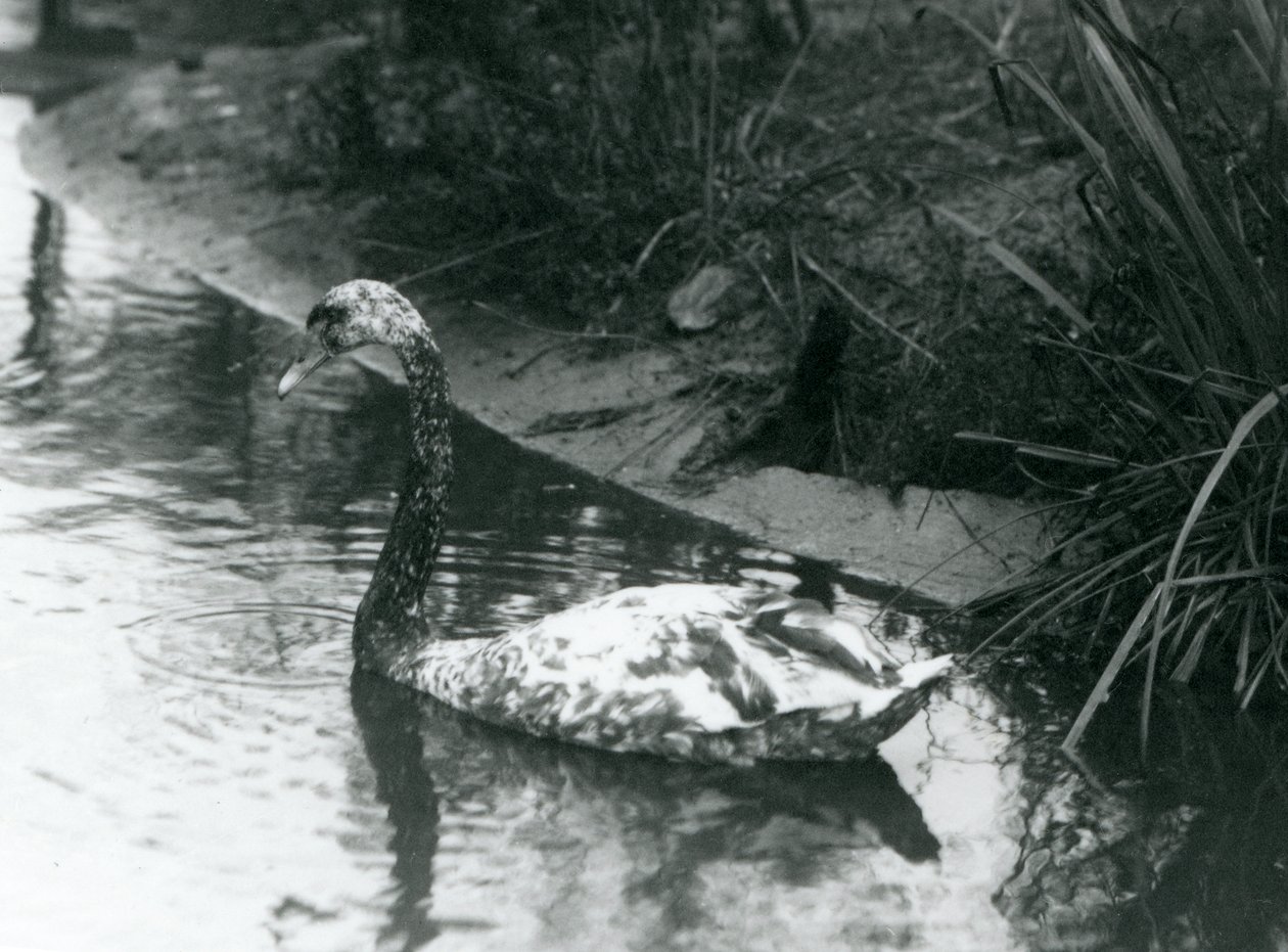A Hybrid Swan, Mute x Black, Swimming in a Pond at London Zoo by Frederick William Bond
