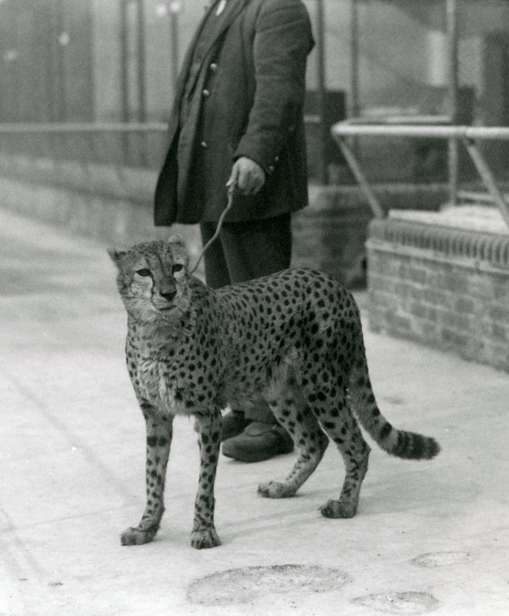 A keeper with a Cheetah on a lead, London Zoo by Frederick William Bond