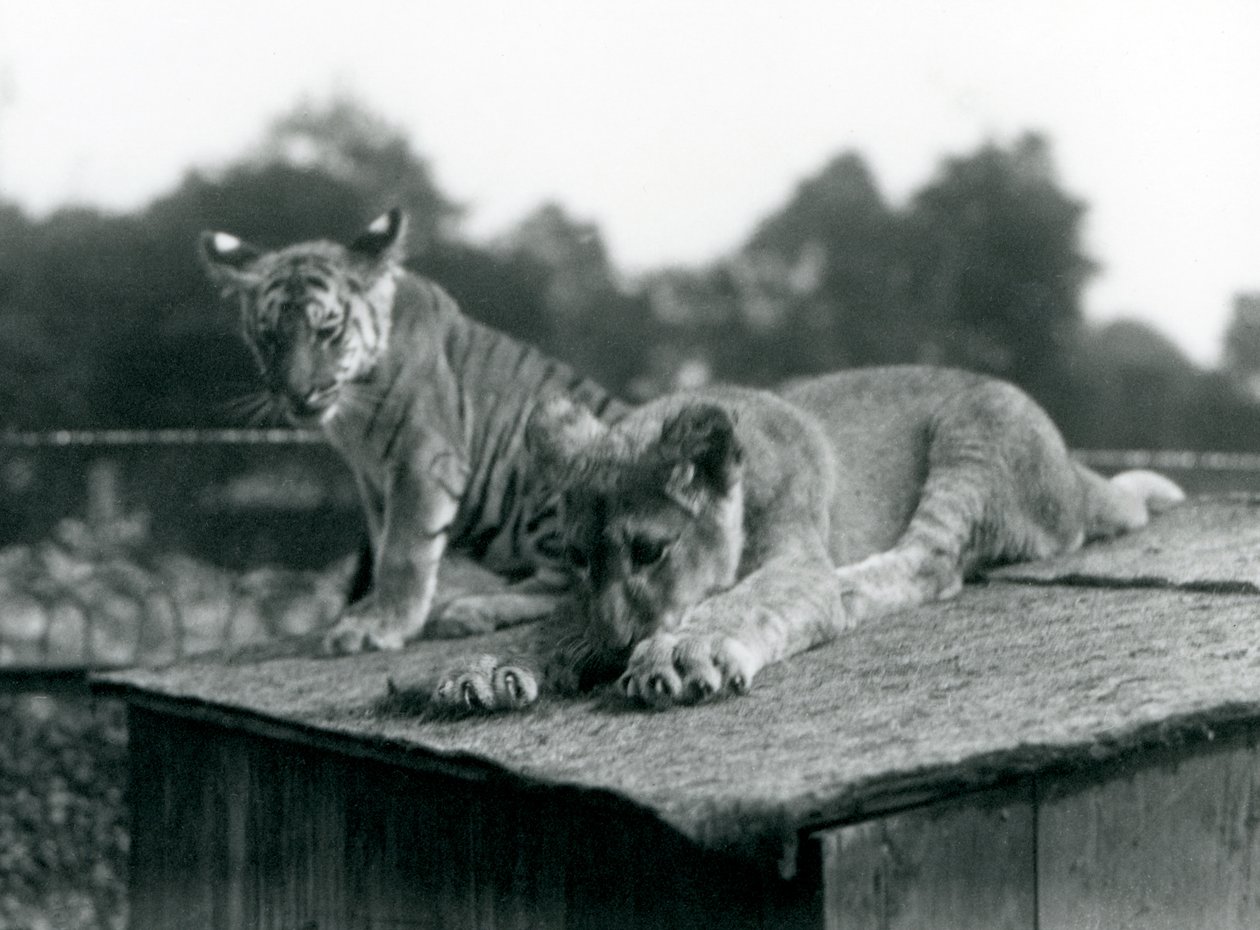 A lion and tiger cub sit together on the roof of their den, London Zoo, September 1925 by Frederick William Bond