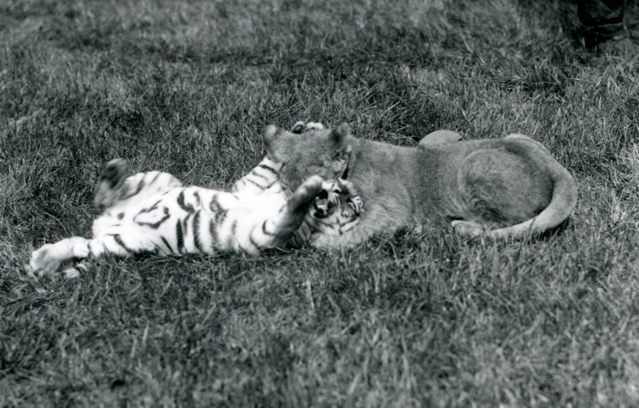 A lion and tiger cub wrestle on the grass, London Zoo, September 1925 by Frederick William Bond