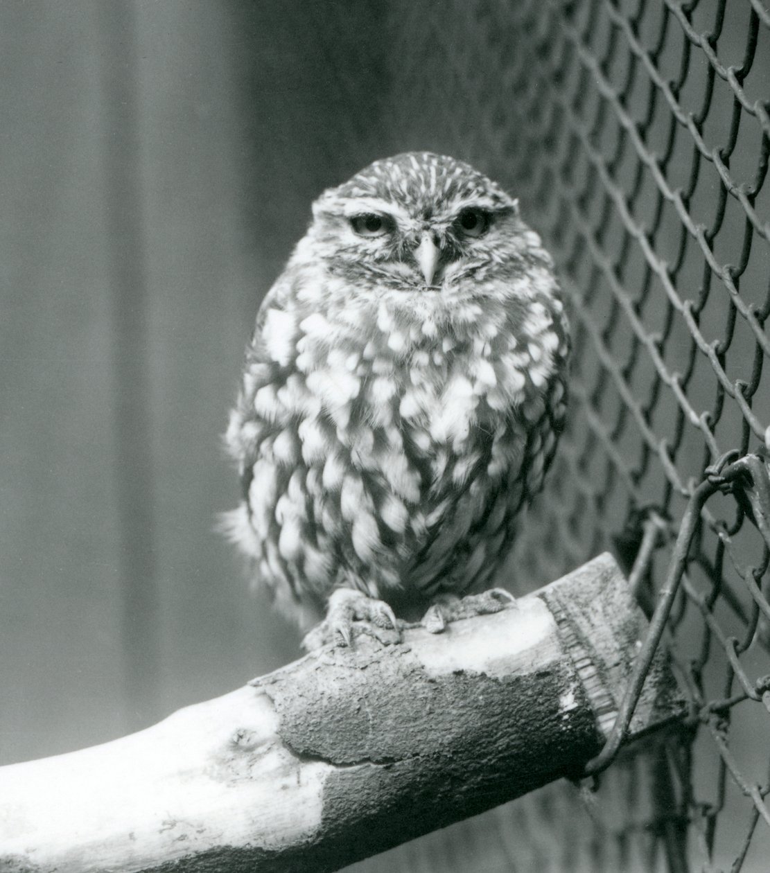 A little owl sitting on a branch next to the wire netting of its enclosure, London Zoo, November 1925 by Frederick William Bond