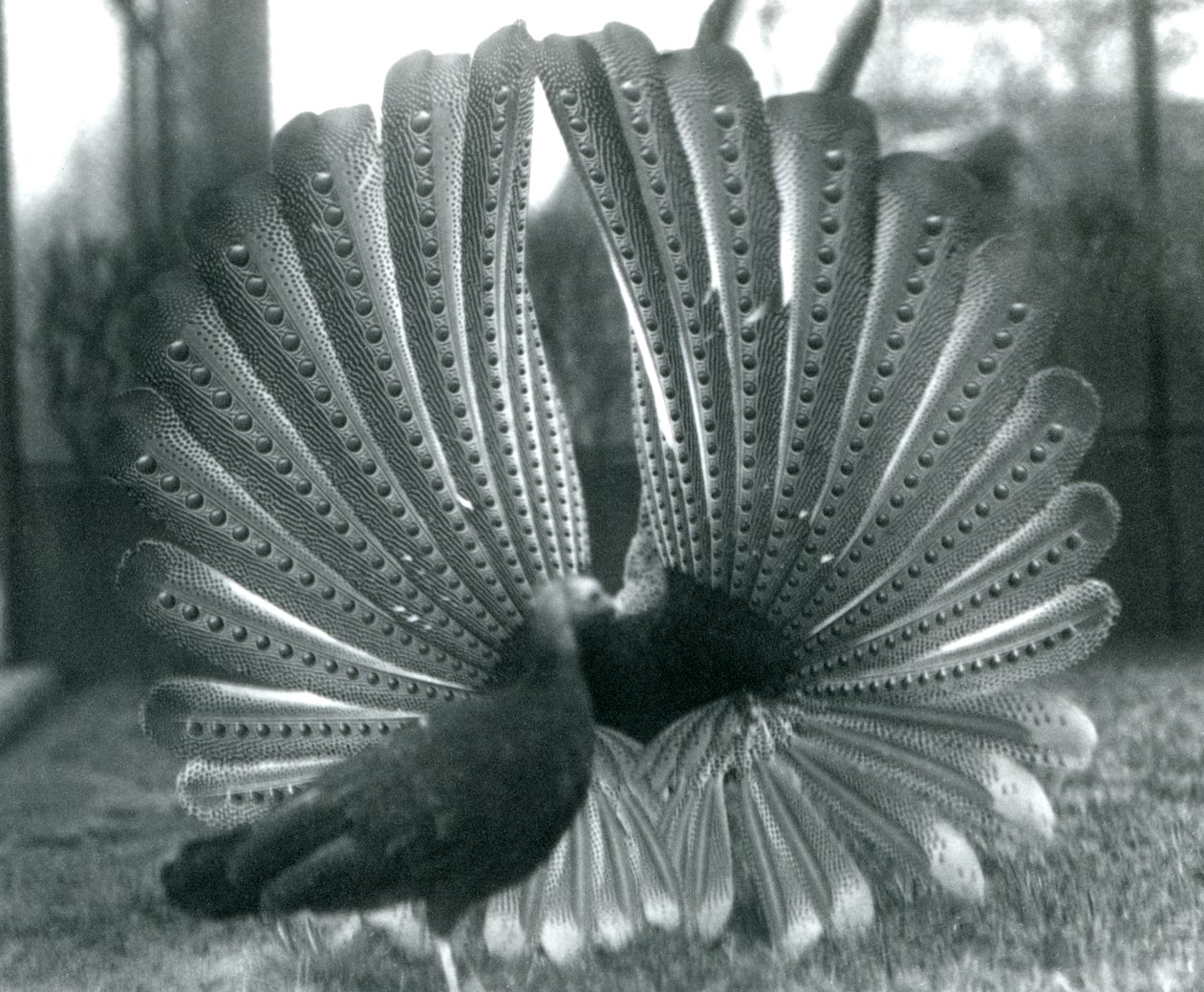 A male Argus Pheasant Great Argus courtship display, with a female standing beside him, London Zoo, January 1926 by Frederick William Bond