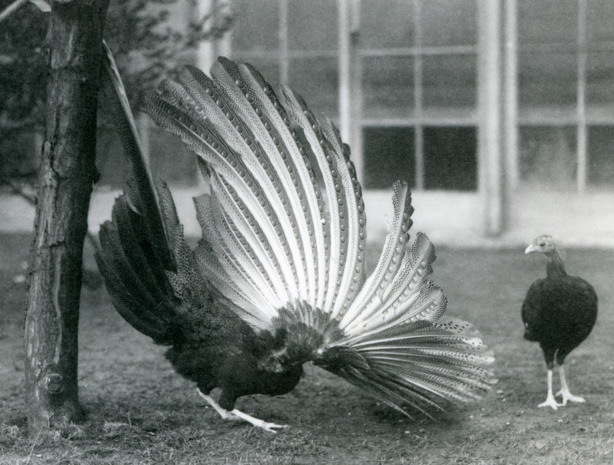 A Male Argus Pheasant Displaying His Wing and Tail Feathers, While a Female Stands in Front of Him, London Zoo, January 1926 by Frederick William Bond