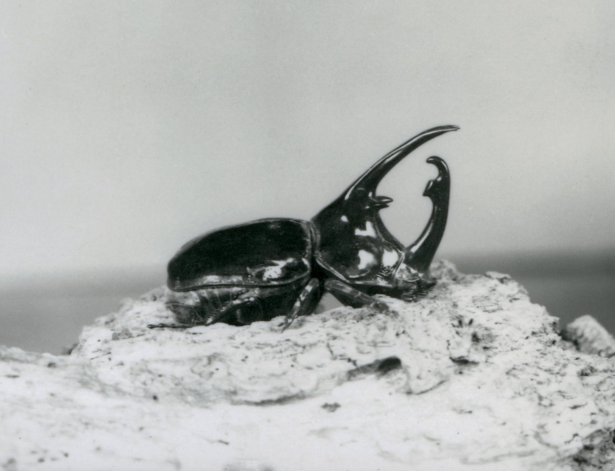 A Male Atlas Beetle Resting on Bark at London Zoo by Frederick William Bond