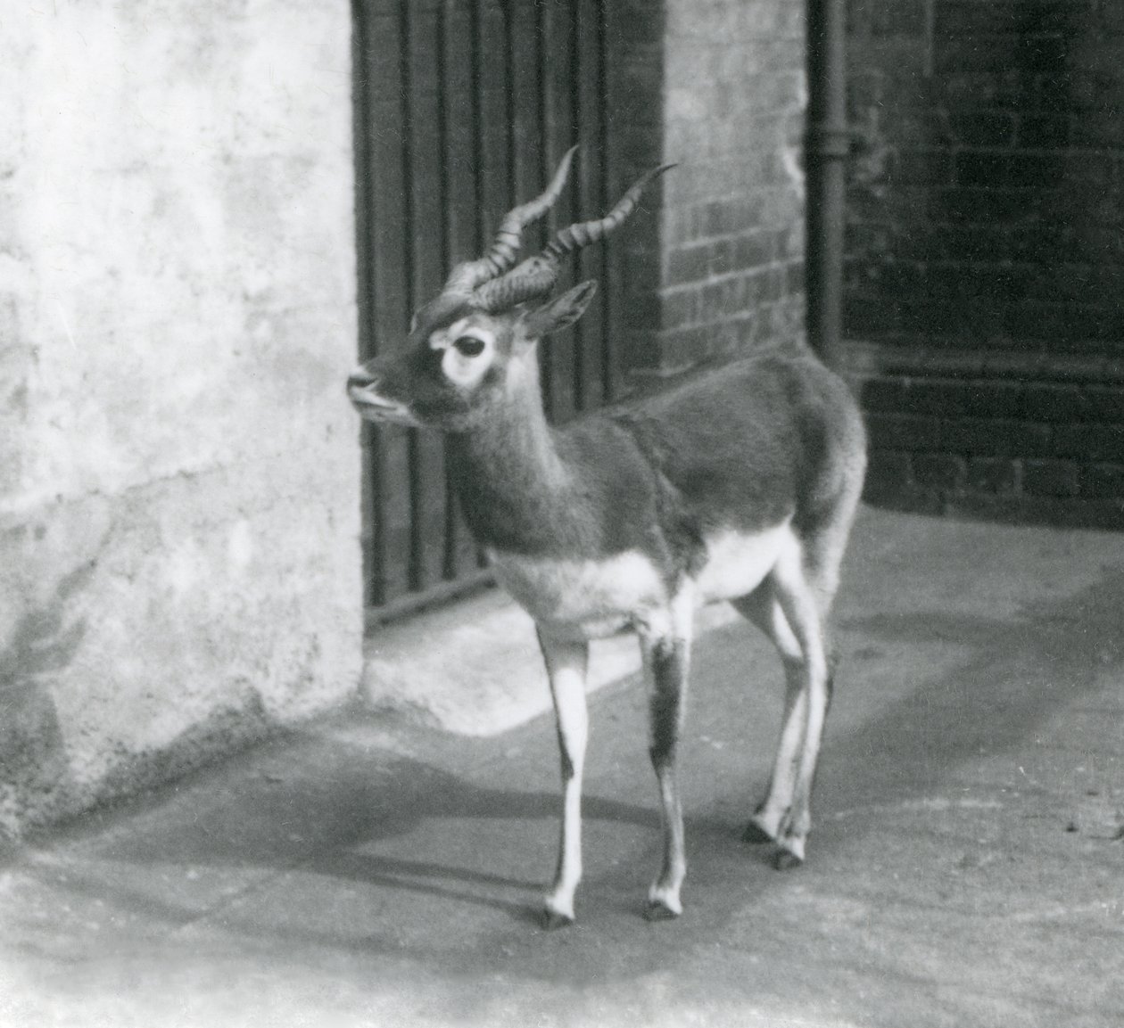 A male Blackbuck standing in its enclosure at London Zoo in June 1925 by Frederick William Bond