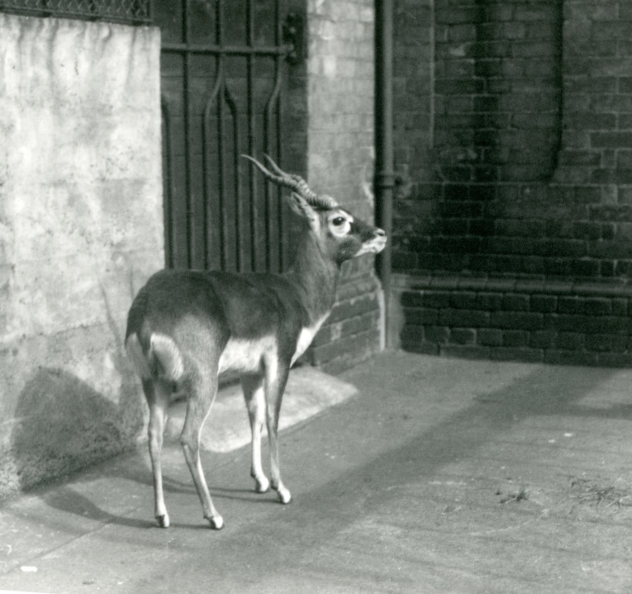 A male Blackbuck standing in its enclosure at London Zoo in June 1925 by Frederick William Bond