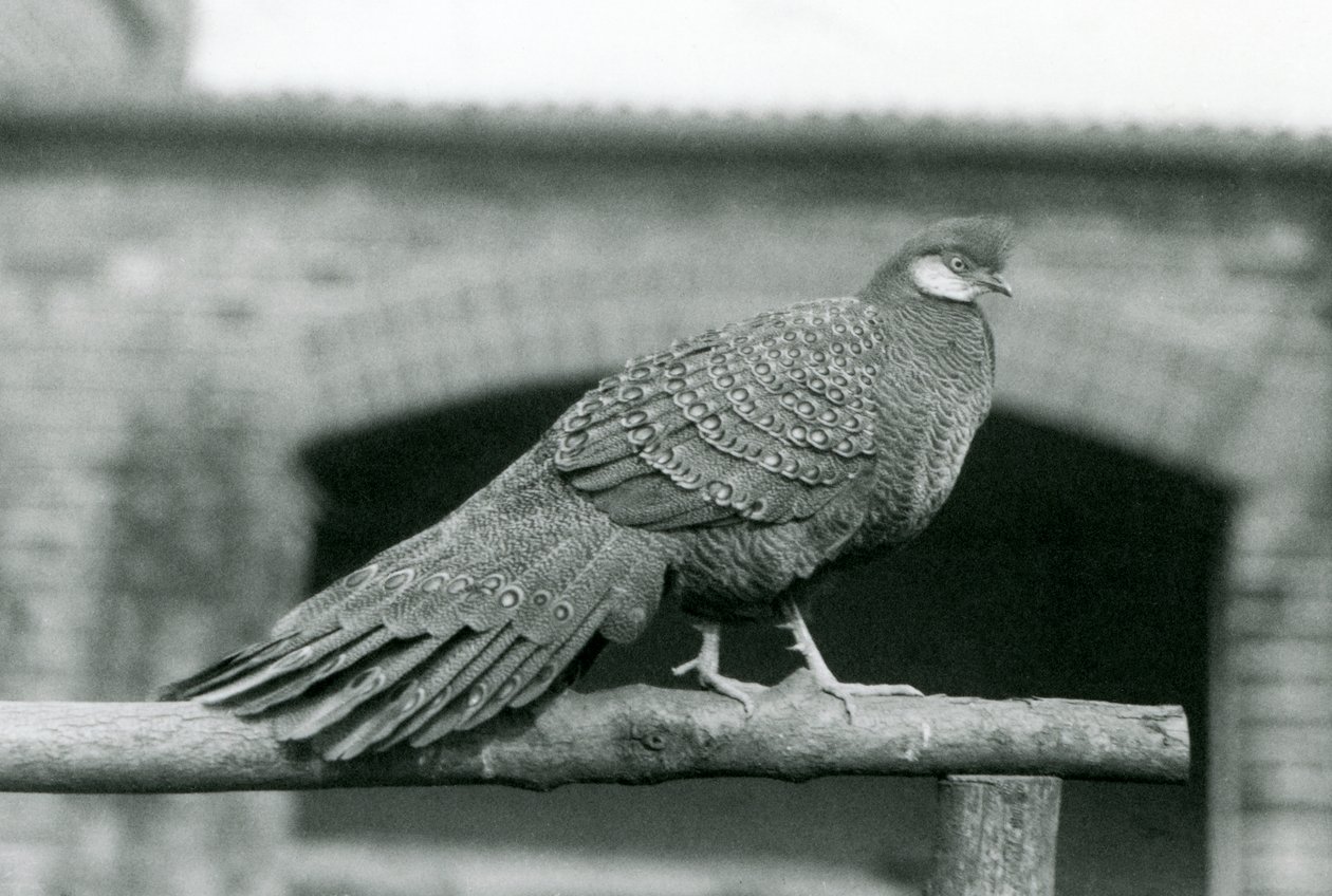 A male Grey Peacock Pheasant standing on his perch at London Zoo in 1931 by Frederick William Bond
