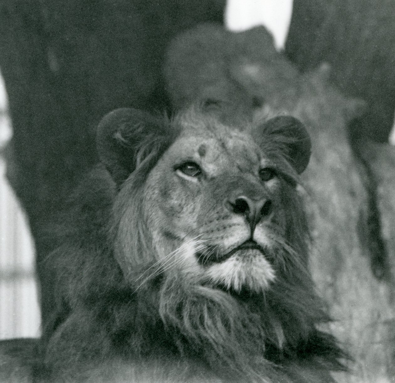 A Male Lion at London Zoo in 1929 by Frederick William Bond