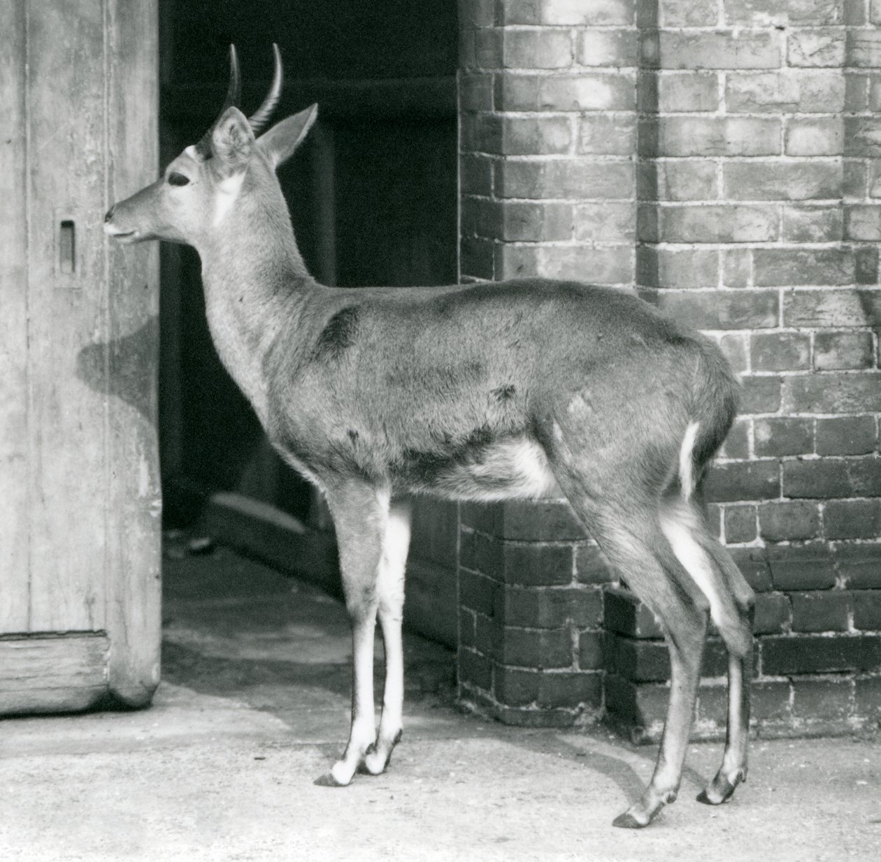 A Male Southern Common Reedbuck or Reitbok Standing by the Door of the ...