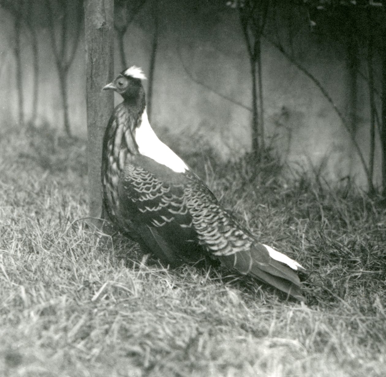 A male Swinhoes Pheasant at London Zoo, September 1923 by Frederick William Bond