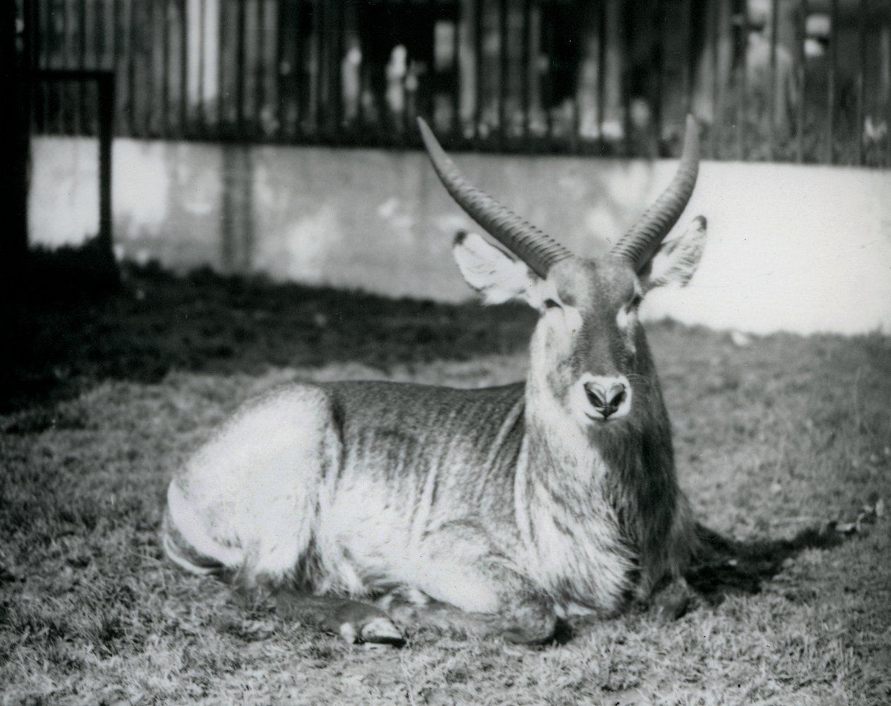 A Male Waterbuck Lying on the Grass in His Paddock at London Zoo in 1928 by Frederick William Bond