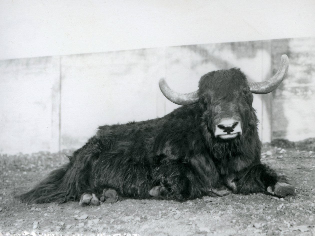 A Male Yak Lying in His Enclosure at London Zoo in 1928 by Frederick William Bond