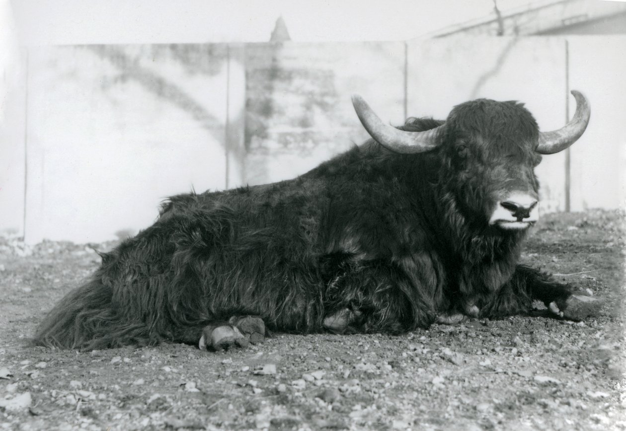 A male Yak lying in his enclosure at London Zoo in August 1928 by Frederick William Bond