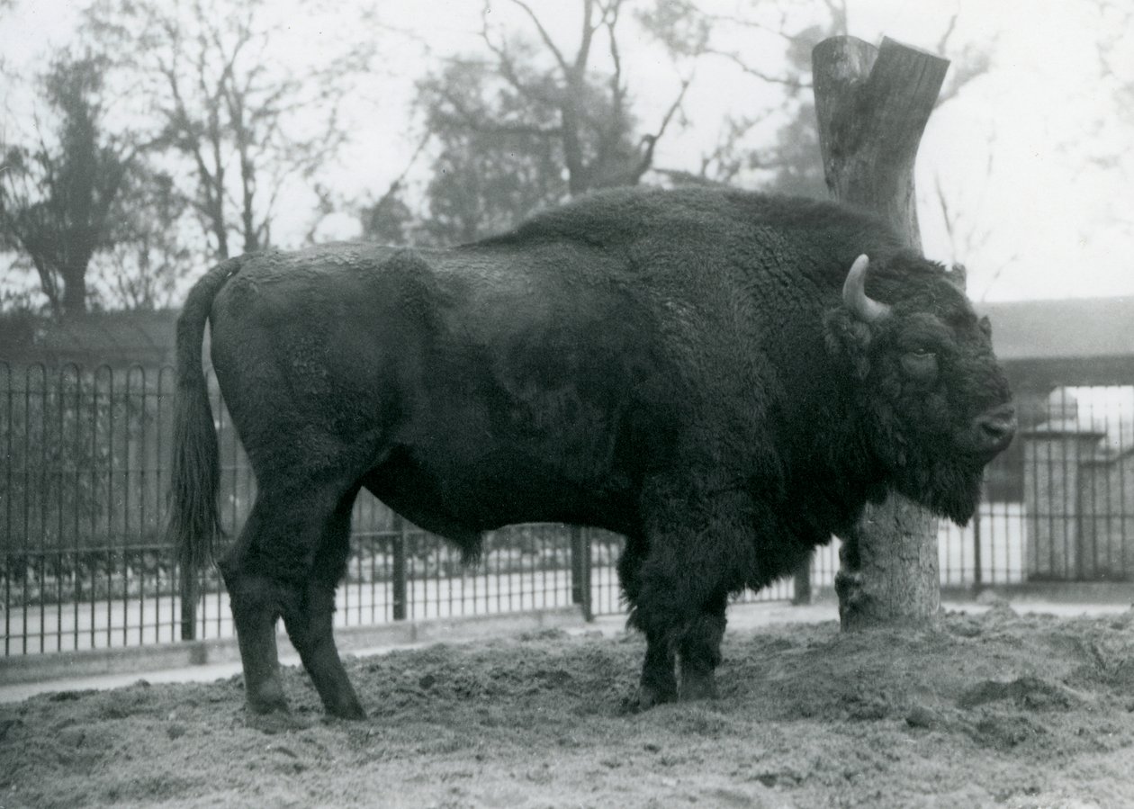 A Male European Bison Standing on the Grass in His Paddock, London Zoo, October 1927 (The Vulnerable European Bison Are Also Known as Wisent or European Wood Bison) by Frederick William Bond