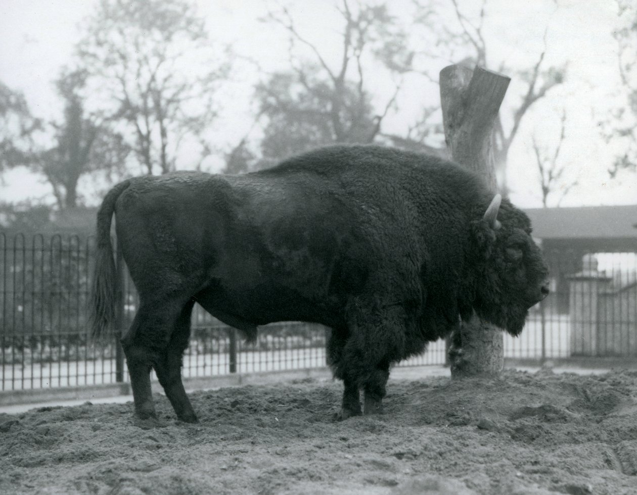 A Male European Bison Standing on the Grass in His Paddock, London Zoo, October 1927 (The Vulnerable European Bison Are Also Known as Wisent or European Wood Bison) by Frederick William Bond