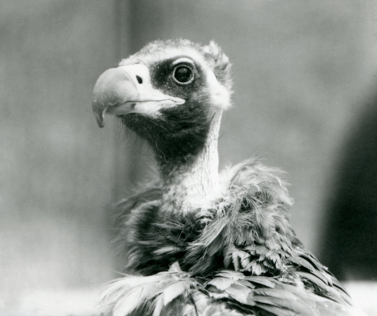 A near threatened Eurasian Black Vulture at London Zoo by Frederick William Bond