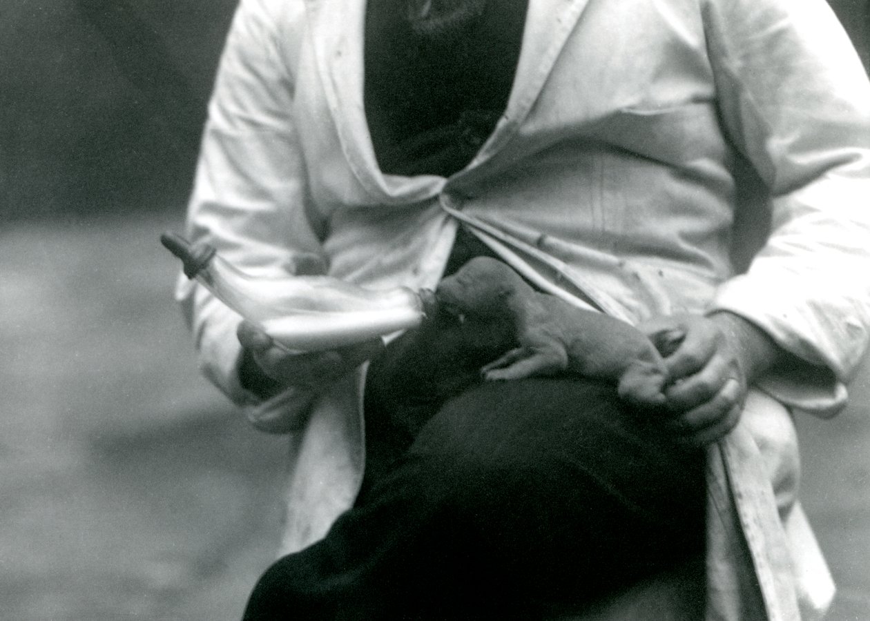 A newborn Lion cub being bottle-fed by its keeper, London Zoo, 1923 by Frederick William Bond