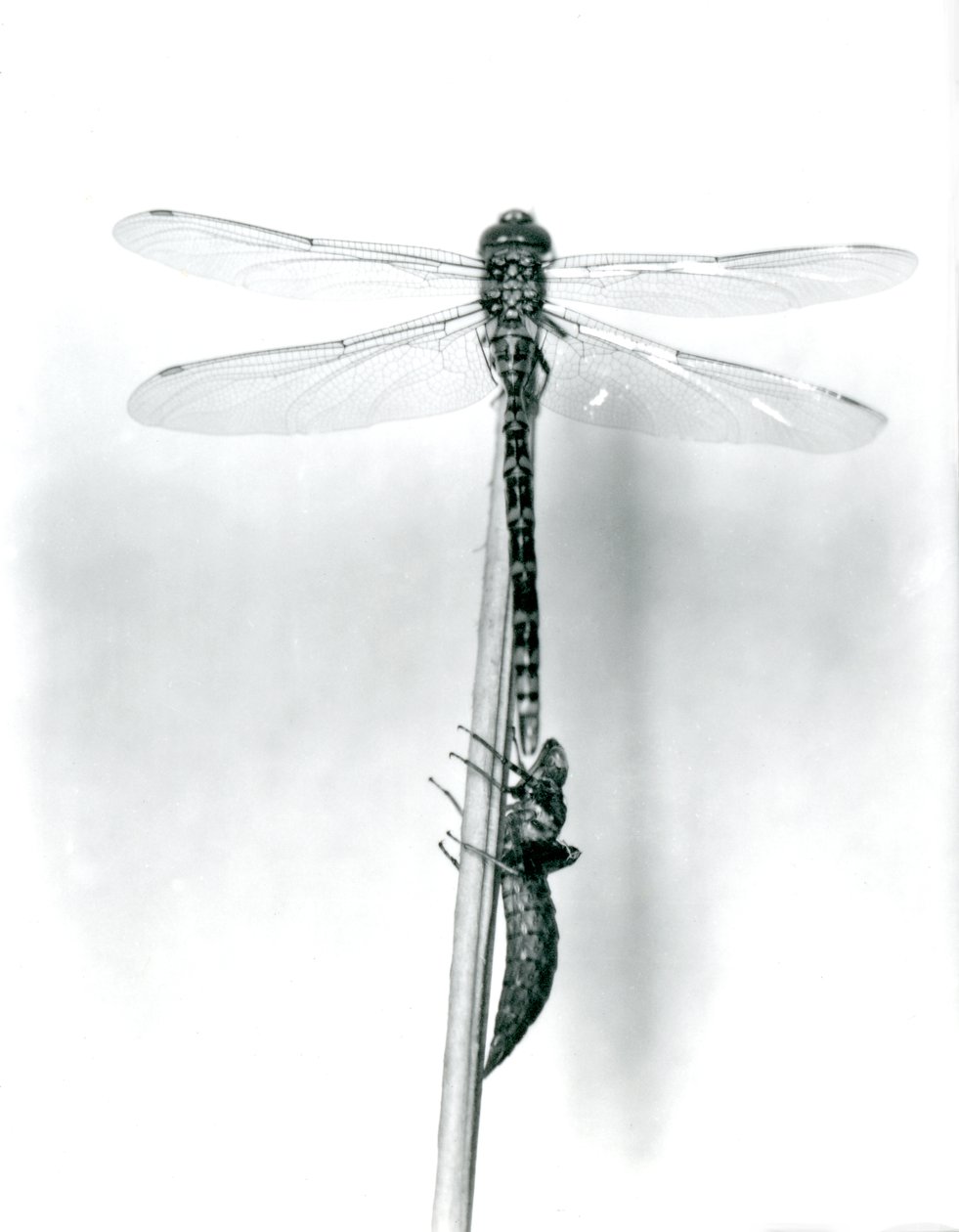 A newly emerged Golden-ringed Dragonfly dries its wings while resting on a reed above its empty larval shell, or exuvia, London Zoo, 1925 by Frederick William Bond
