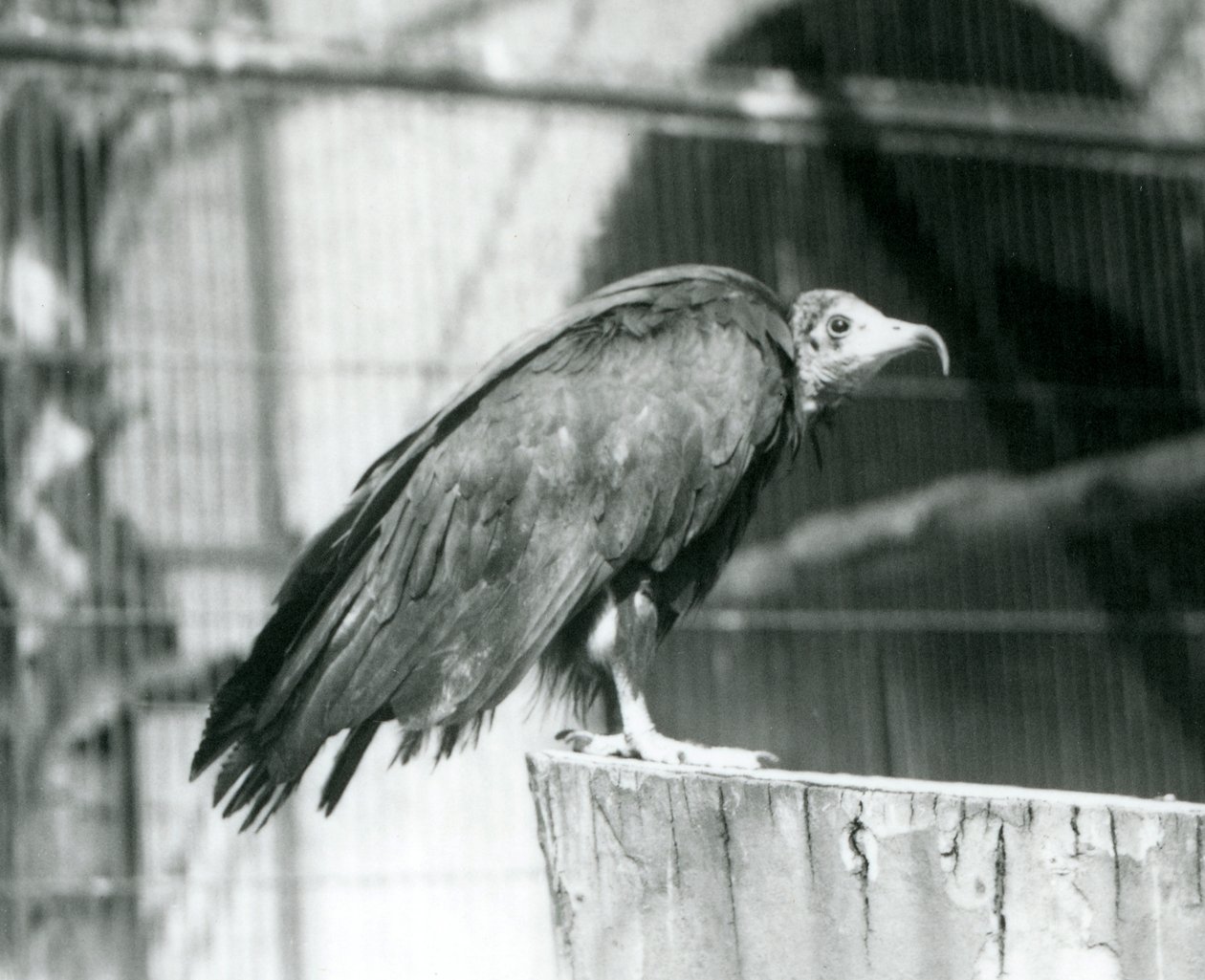 Hooded Vulture at London Zoo, September 1925 by Frederick William Bond