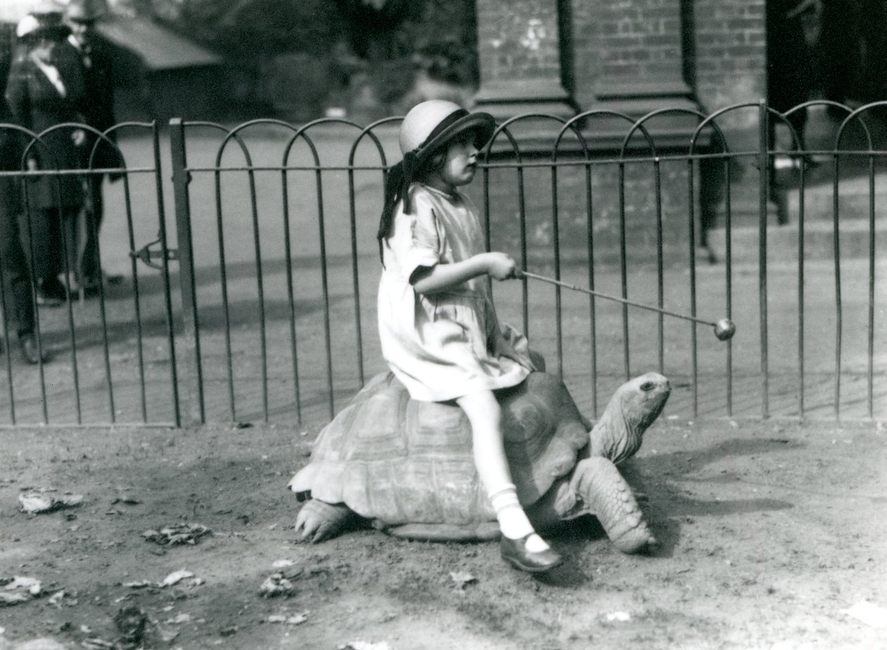 A Small Girl, Betty, Holds Out a Stick with an Apple on the End to Lead the Giant Tortoise She is Riding, London Zoo, 1924 by Frederick William Bond