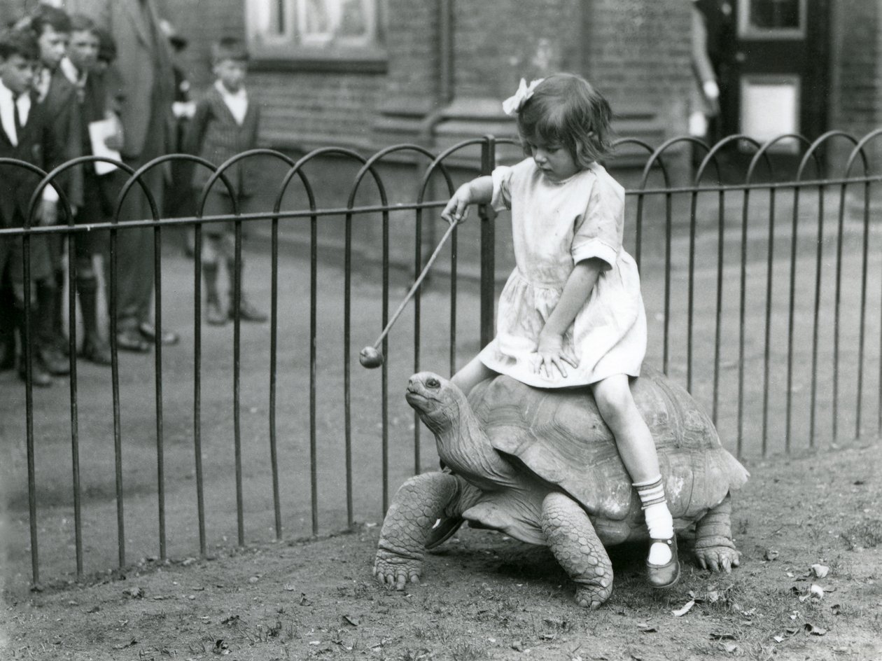 A small girl, Betty, holds out a stick with an apple on the end to lead the Giant Tortoise she is riding, London Zoo, 1924 by Frederick William Bond