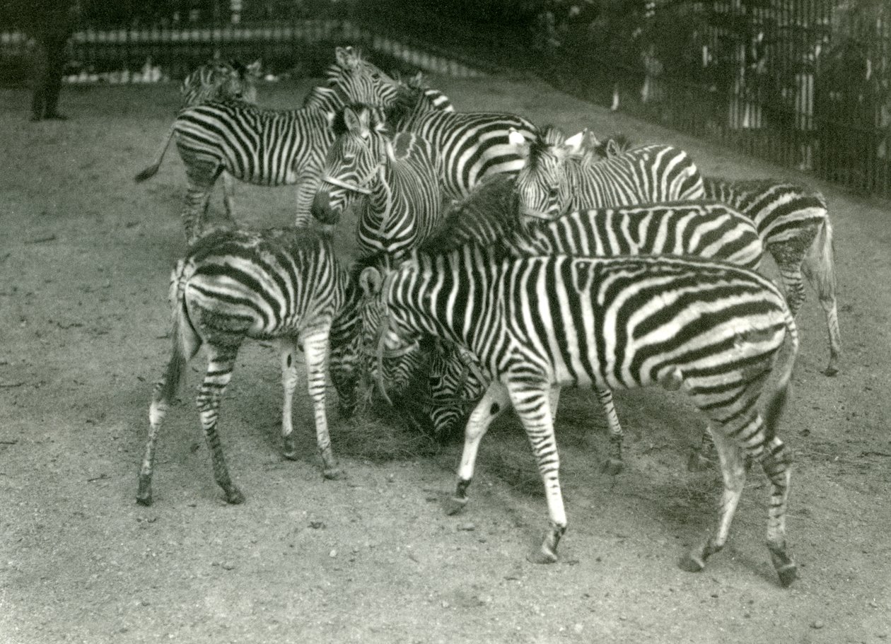 A Small Herd of Chapman’s Zebra, Including Young, London Zoo in 1923 by Frederick William Bond