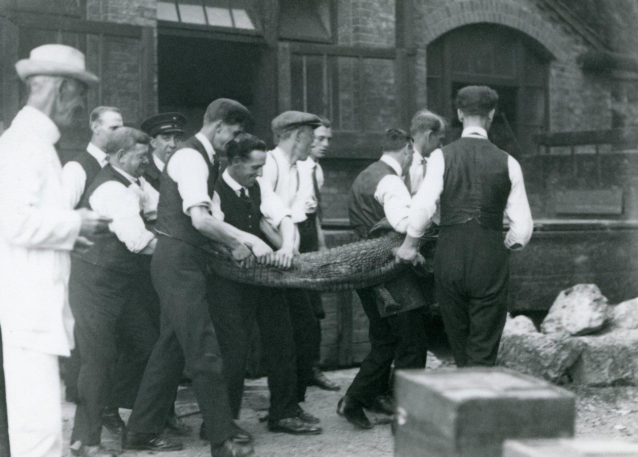 A team of men carrying an Alligator watched over by Sir Peter Chalmers Mitchell, London Zoo, 1924 by Frederick William Bond