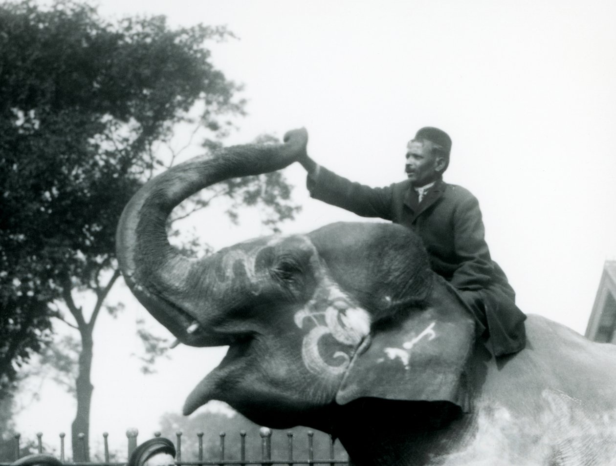 A trainer sitting astride the neck of a decorated Indian Elephant while reaching forward to hold the end of its upturned trunk, London Zoo, 1927 by Frederick William Bond