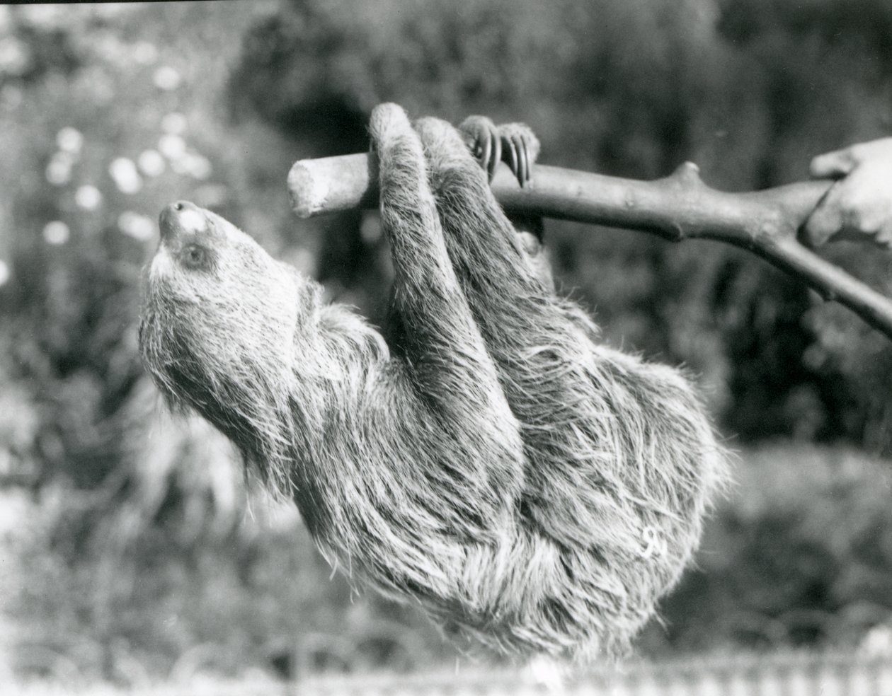 Two-toed Sloth at London Zoo, September 1925 by Frederick William Bond