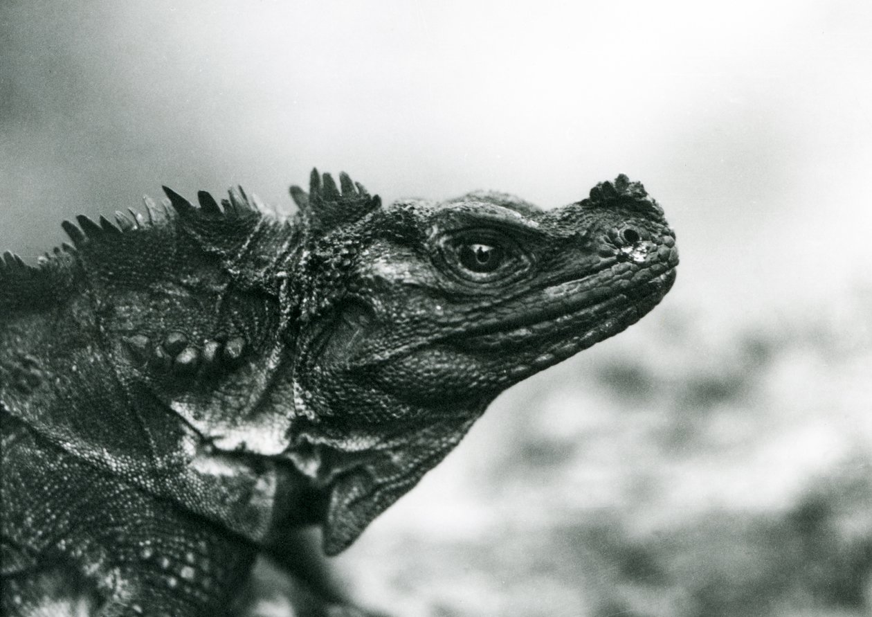 A vulnerable Sailfin Lizard at London Zoo in 1928 by Frederick William Bond