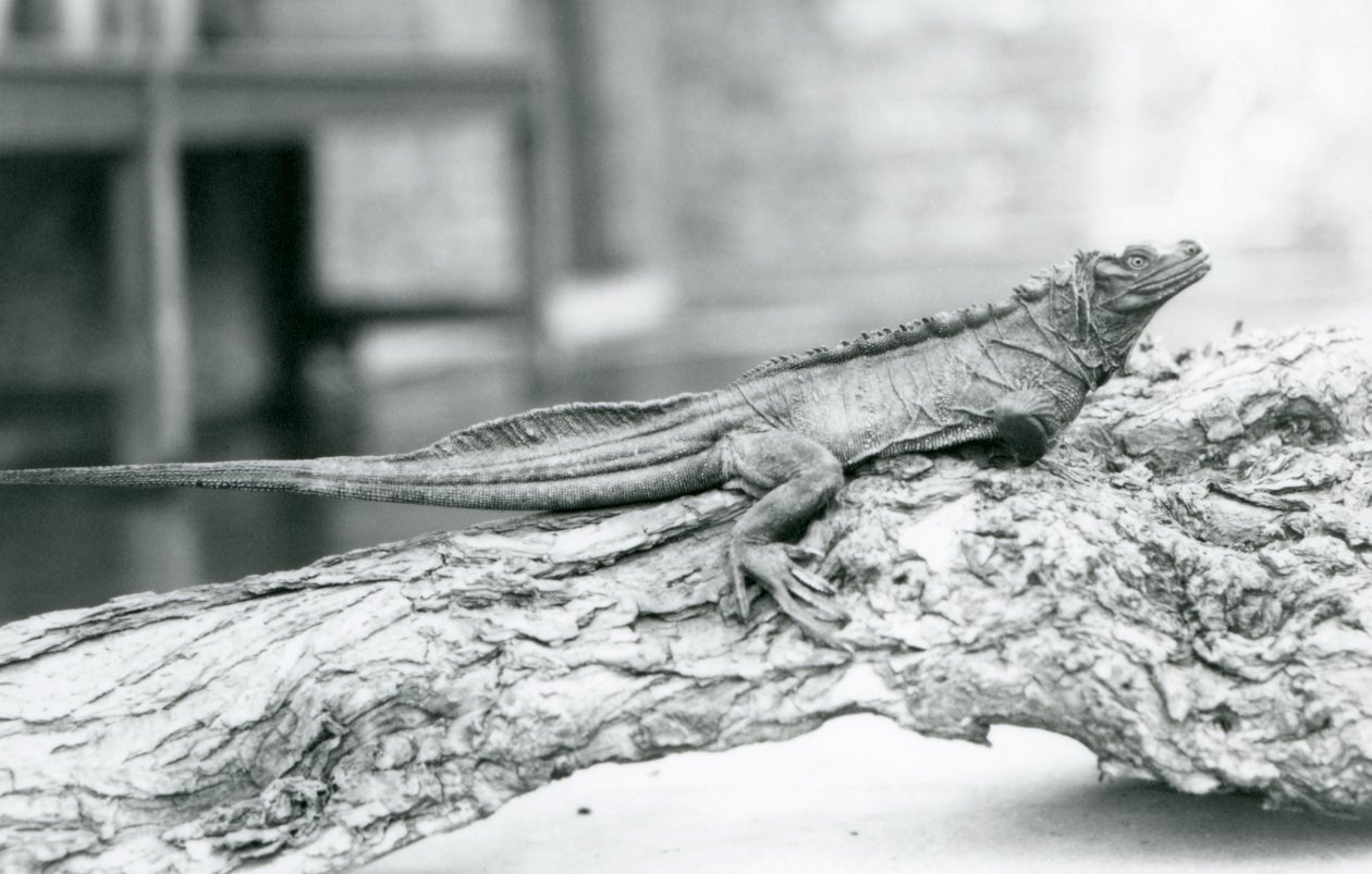A vulnerable Sailfin Lizard resting on a log at London Zoo in 1928 by Frederick William Bond