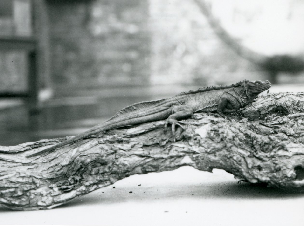 A vulnerable Sailfin Lizard resting on a log at London Zoo in 1928 by Frederick William Bond